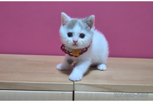 成約済の東京都のブリティッシュショートヘア-104480の2枚目